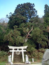 熊野神社のスギの写真