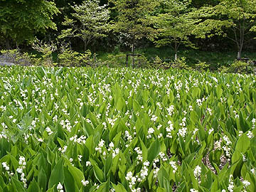 写真：すずらん公園