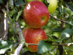 飛騨リンゴの写真