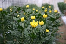黄色い菊の写真・品種は飛騨黄金