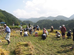 稲刈りの風景