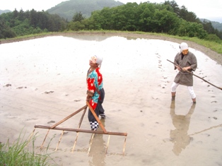 田植え伝統行事の風景