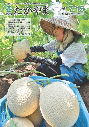 飛騨メロン収穫