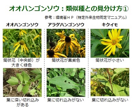 オオハンゴンソウ見分け方