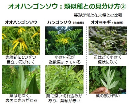 オオハンゴンソウ見分け方2