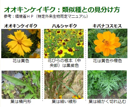 キンケイギクみため