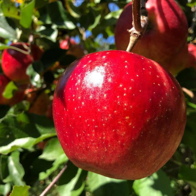 飛騨高山のりんご