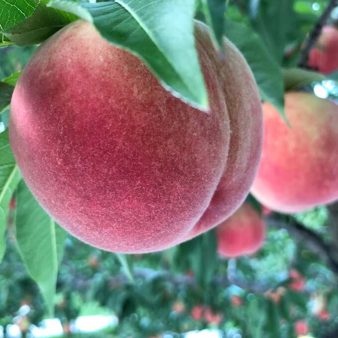 飛騨高山のりんご