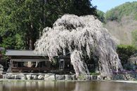 枝垂れ桜
