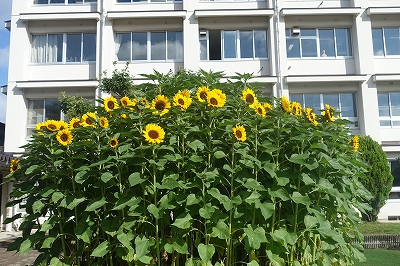 高山市日枝中学校の校舎