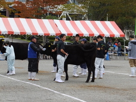 審査競技会