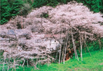 臥龍桜