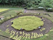 車田の稲刈りの様子