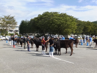 第75回高山市畜産共進会の会場風景