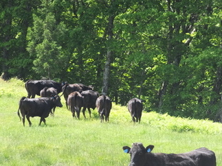 牧場を駆け上がる牛たち