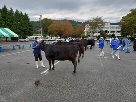 第12回全国和牛能力共進会 第3回種牛区候補牛審査会のようす