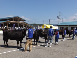 第12回全国和牛能力共進会 第4回種牛区候補牛審査会のようす