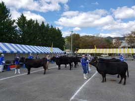 第5回種牛区候補牛審査会のようす