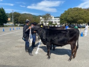 審査を受ける本選抜会の出品牛