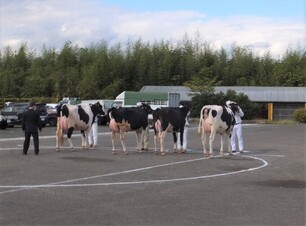 写真：審査のために並んだ乳牛のようす