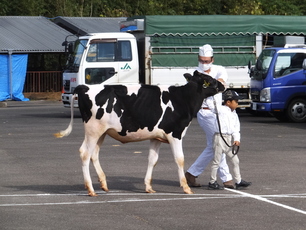 写真：高山市から出品された乳牛のようす