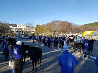 写真：第6区候補牛の審査のようす