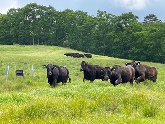 牧場を駆け上がる牛たち