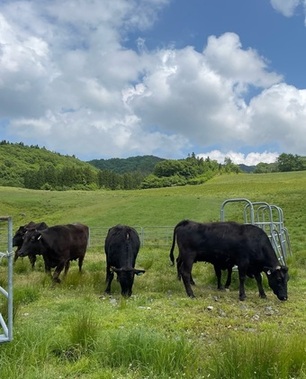 牧場の草をはむ牛たち