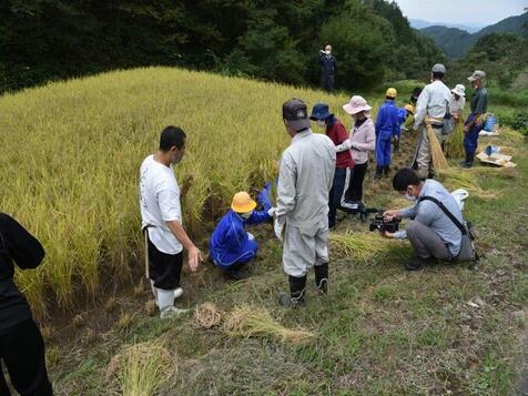 棚田米収穫のようす