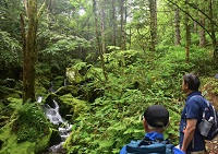 写真：濃緑の苔むす森と清らかな小川