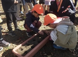 どんぐりの種まき