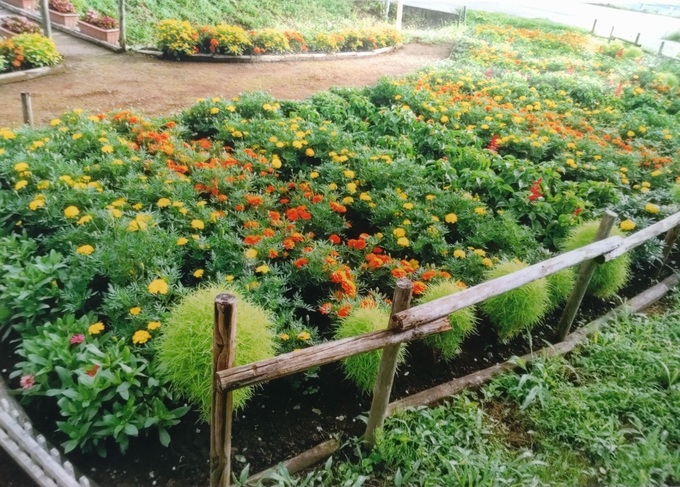 花壇1