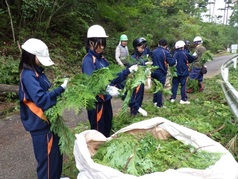 アロマオイル用枝集め