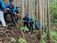 ロープをひいて伐倒