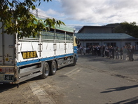 ホルスタイン共進会出発式