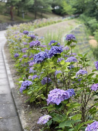 スカイパークのアジサイ