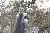 寿りんごの収穫
