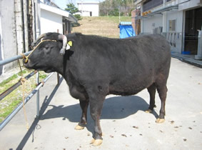 肥育牛の写真